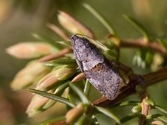 Dark-barred Tortrix (Syndemis musculana)