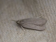 Ash-coloured Sober (Acompsia cinerella)