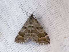 Manchester Treble-bar (Carsia sororiata)