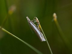 Grass-veneer (Crambus pascuella)