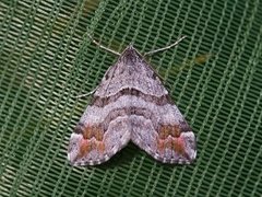 Manchester Treble-bar (Carsia sororiata)