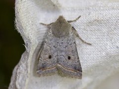 Red-line Quaker (Agrochola lota)
