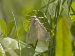 Pale Straw Pearl (Udea lutealis)