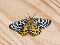 Spotted Beauty (Arichanna melanaria)