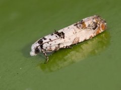 Marbled Bell (Eucosma campoliliana)
