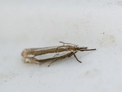 Grass-veneer (Crambus pascuella)