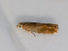 Orekveldvikler (Epinotia tenerana)