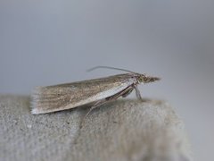 Yellow Satin Veneer (Crambus perlella)