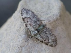 Green Pug (Pasiphila rectangulata)