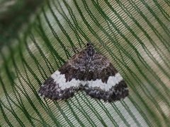 White-banded Carpet (Spargania luctuata)