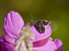 Svart bredmøll (Prochoreutis myllerana)