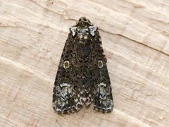 The Coronet (Craniophora ligustri)