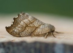 Scalloped Hook-tip (Falcaria lacertinaria)