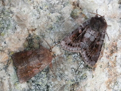 Grått fjellbakkefly (Xestia alpicola)