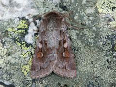 Grått fjellbakkefly (Xestia alpicola)