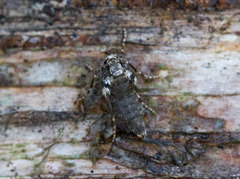 Winter Moth (Operophtera brumata)