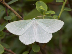 Large Emerald (Geometra papilionaria)