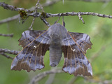 Ospesvermer (Laothoe populi)