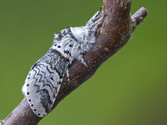 Sallow Kitten (Furcula furcula)
