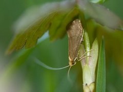 Large Long-horn (Nematopogon swammerdamella)