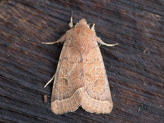 Common Quaker (Orthosia cerasi)