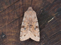 Clouded Drab (Orthosia incerta)