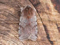 Fiolett vårfly (Cerastis rubricosa)