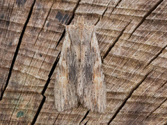 Brunt kappefly (Lithophane socia)