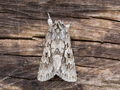 Early Grey (Xylocampa areola)