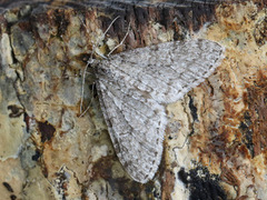 Early Tooth-striped (Trichopteryx carpinata)