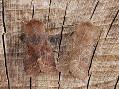 Hebrew Character (Orthosia gothica)