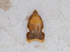 Rød flatvikler (Acleris holmiana)