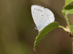 Holly Blue (Celastrina argiolus)