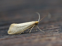 Large Long-horn (Nematopogon swammerdamella)