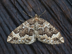 Water Carpet (Lampropteryx suffumata)