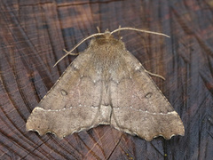 Scalloped Hazel (Odontopera bidentata)