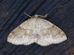 Barred Umber (Plagodis pulveraria)