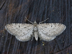 Einerdvergmåler (Eupithecia intricata)