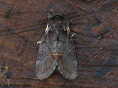 Iron Prominent (Notodonta dromedarius)