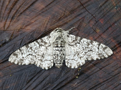 Bjørkelurvemåler (Biston betularia)