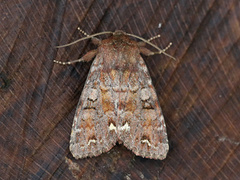Broom Moth (Ceramica pisi)