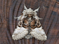Nut-tree Tussock (Colocasia coryli)