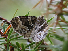 Broken-barred Carpet (Electrophaes corylata)