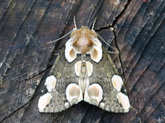 Flekkhalvspinner (Thyatira batis)