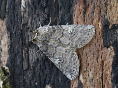 Ospehalvspinner (Tethea or)