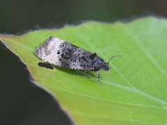 Rosa fugleskittvikler (Hedya atropunctana)