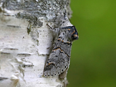 Liten gaffelstjert (Furcula furcula)