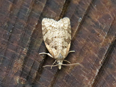 Common Tortrix (Capua vulgana)