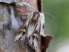 Purple Cloud (Actinotia polyodon)