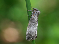 Punkthalvspinner (Ochropacha duplaris)